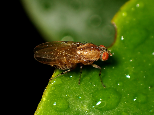 Brown-striped Litter Fly photo 2