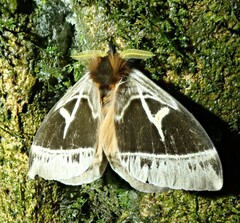 Dirphia abhorca
