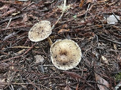 Lepiota spheniscispora