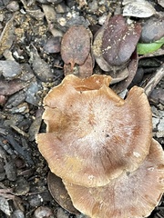 Cortinarius ohlone