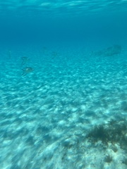 Trachinotus goodei