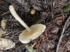 Lepiota spheniscispora