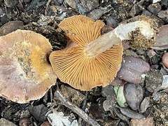 Cortinarius ohlone