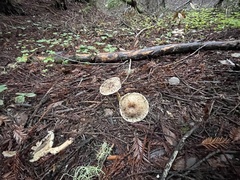 Lepiota spheniscispora