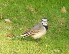 Motacilla alba
