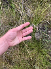 Carex longebrachiata