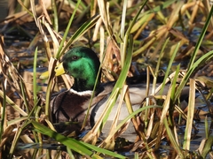 Anas platyrhynchos platyrhynchos