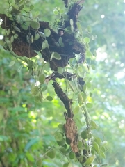 Peperomia rotundifolia