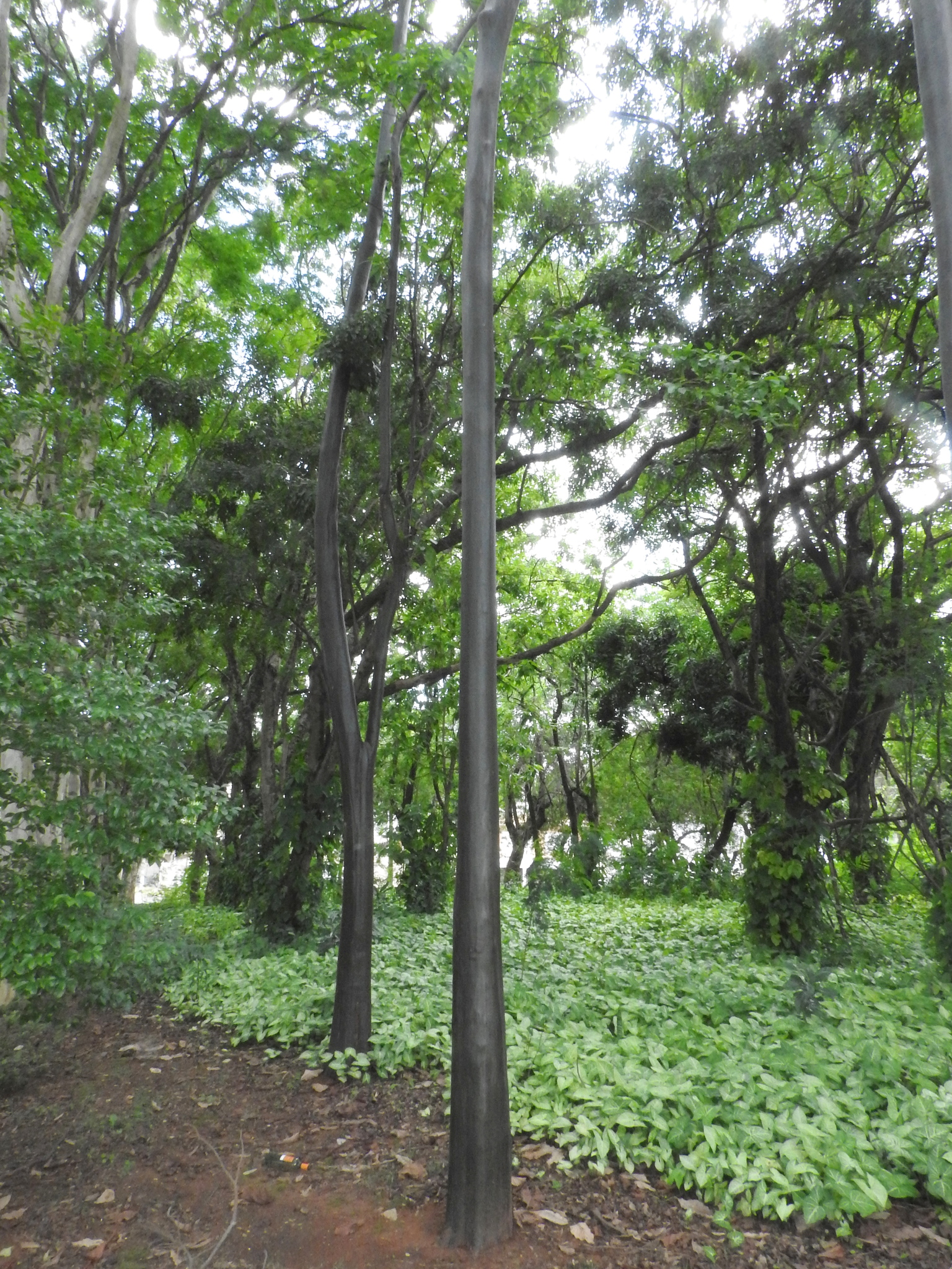 Imagem de Vassourão