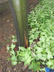 Calycophyllum spruceanum