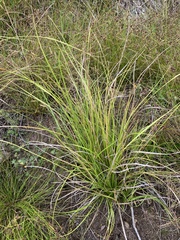 Carex longebrachiata