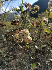 Malacomeles denticulata