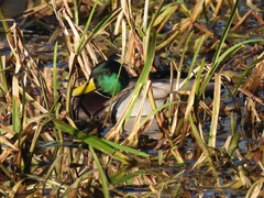 Anas platyrhynchos platyrhynchos