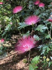 Calliandra trinervia