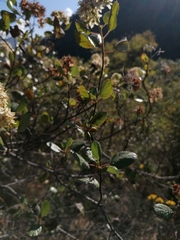 Malacomeles denticulata