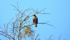 Buteo buteo
