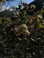 Malacomeles denticulata