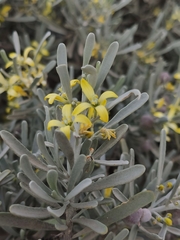 Cneorum pulverulentum