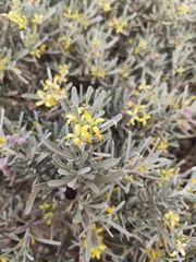 Cneorum pulverulentum