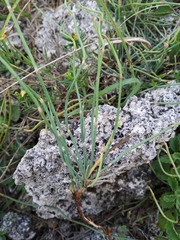Ephedra distachya