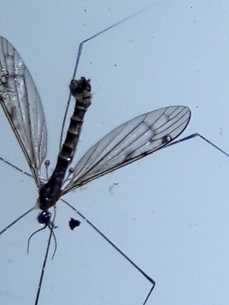 Crane fly