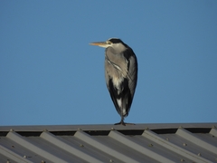 Ardea cinerea