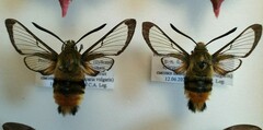 Hemaris tityus