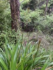 Dianella latissima