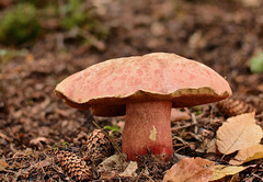Rubroboletus rubrosanguineus