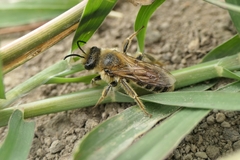 Leioproctus fulvescens