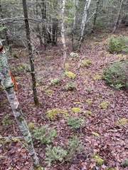 Cladonia rangiferina