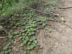 Hydrocotyle elongata