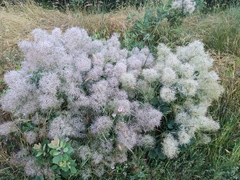Cotinus coggygria