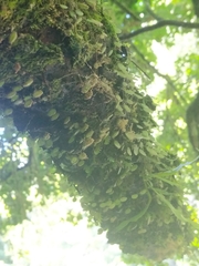 Peperomia rotundifolia