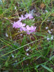 Dianthus pseudarmeria