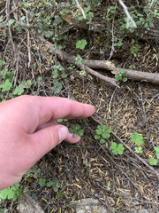Hydrocotyle elongata