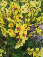 Verbascum