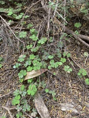 Hydrocotyle elongata