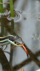 Thamnophis proximus orarius