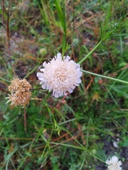 Cephalaria transsylvanica