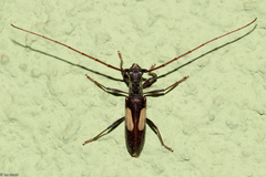 Gnomibidion fulvipes