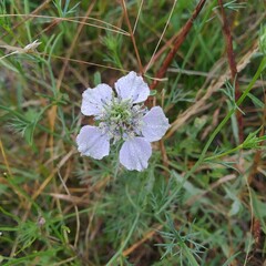 Nigella arvensis