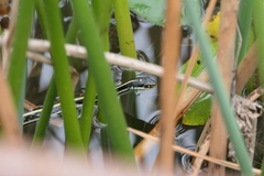 Thamnophis proximus orarius
