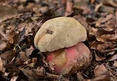 Rubroboletus satanas