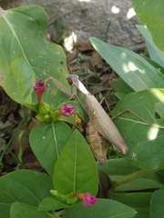 Hierodula transcaucasica