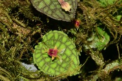 Lepanthes saltatrix