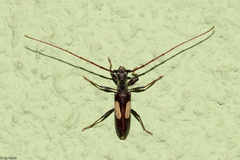 Gnomibidion fulvipes