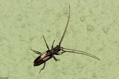 Gnomibidion fulvipes