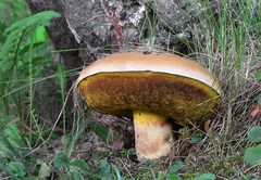 Rubroboletus satanas