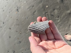 Cyrtopleura costata